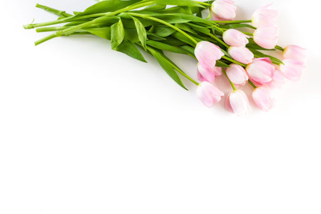 Bouquet of pink tulips on a white background.の写真素材