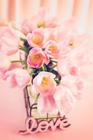 Light pink tulips on a pink background.の写真素材