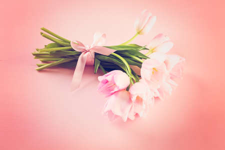 Light pink tulips on a pink background.の写真素材