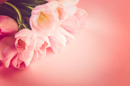 Light pink tulips on a pink background.の写真素材