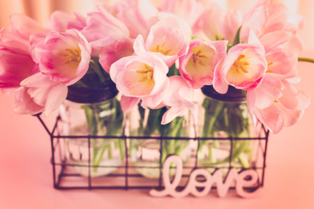 Light pink tulips on a pink background.の写真素材
