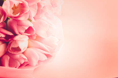 Light pink tulips on a pink background.の写真素材