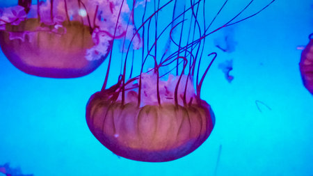 Jellyfish in a large salt water aquarium.の写真素材