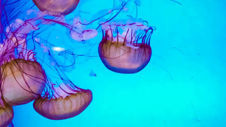 Jellyfish in a large salt water aquarium.の写真素材