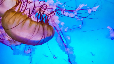 Jellyfish in a large salt water aquarium.