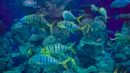 Large salt water aquarium with different fish.の写真素材