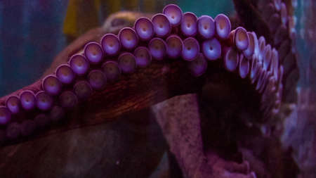Big octopus in large salt water aquarium.の写真素材