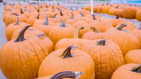 Orange pumpkins for Halloween decorations.