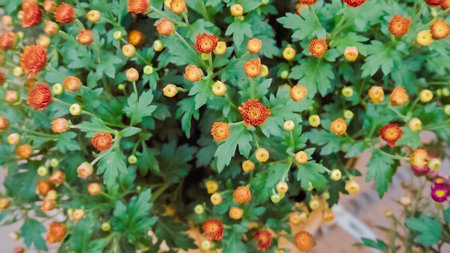 Variety of mums flowers in garden center.