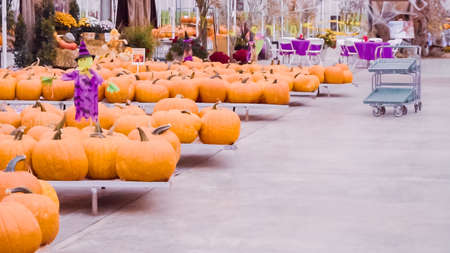 Orange pumpkins for Halloween decorations.の写真素材