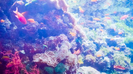 Large salt water aquarium with different fish.の写真素材