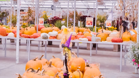 Orange pumpkins for Halloween decorations.