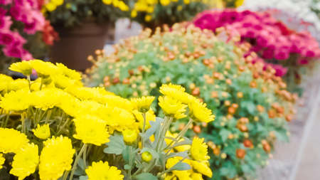 Variety of mums flowers in garden center.の写真素材