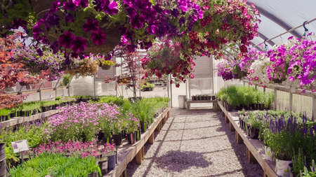 Plants in green house at garden center.の写真素材