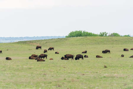 Buffalo hers at Rocky Mountain Arsenal National Wildlife Refuge, Colorado.の写真素材