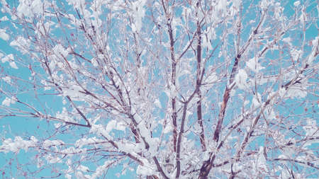 Spring snow on the tree branches with blue sky.の写真素材