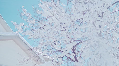 Spring snow on the tree branches with blue sky.の写真素材