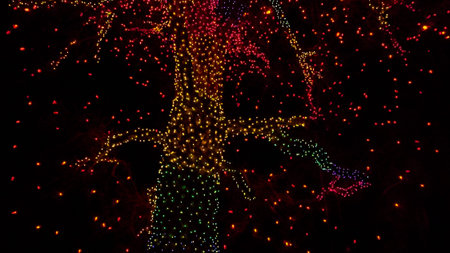 Old big tree decorated with yellow, orange, and red Christmas lights.