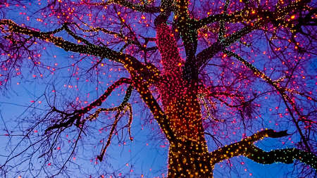 Old big tree decorated with yellow, orange, and red Christmas lights.の写真素材