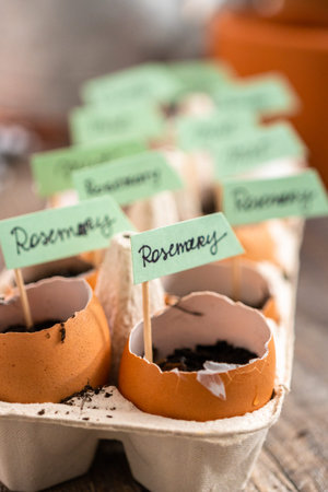 Plantings seeds in eggshells and labeling them with small plant tags.