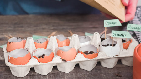 Step by step. Plantings seeds in eggshells and labeling them with small plant tags.