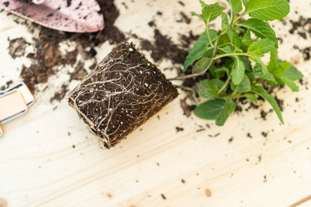 Planting mint plant into a small planting pot.