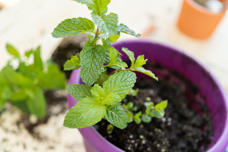 Planting mint plant into a small planting pot.