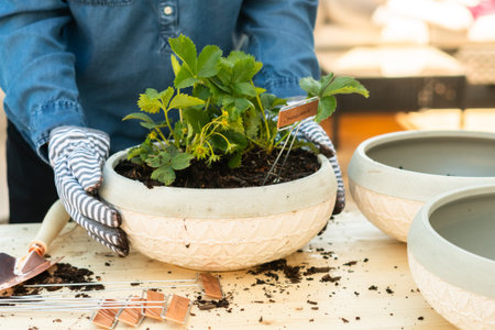 Planting strawberry plant in small garden planting pot.の写真素材
