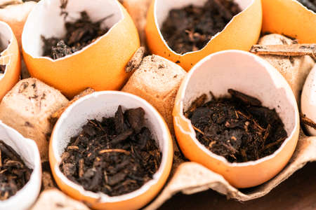Starting seeds in eggshells for Spring planting.の写真素材