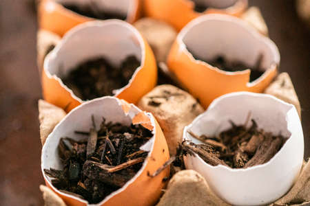 Starting seeds in eggshells for Spring planting.の写真素材