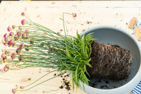 Planting flowers into small planting pots in late Spring.