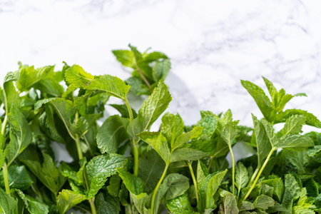 Fresh mint from the organic garden on a marble background.