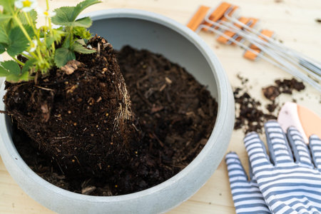 Planting strawberry plant in small garden planting pot.