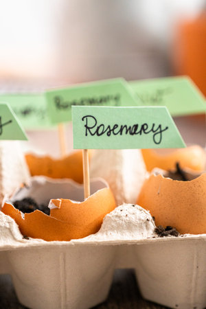 Plantings seeds in eggshells and labeling them with small plant tags.