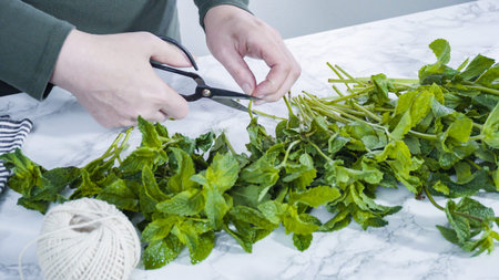 Bunch of fresh organic mint from the summer garden.