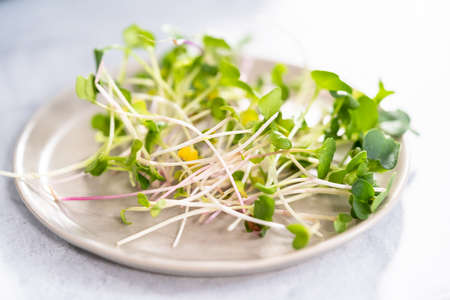 Freshly harvested radish microgreens in a bowl.の写真素材