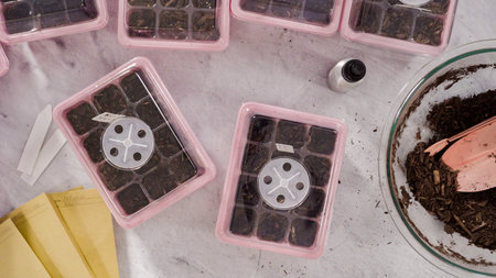 Flat lay. Planting seeds in seed propagator with soil.