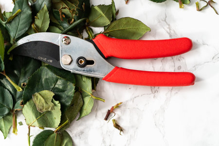 Flat lay. Florist pruning red roses with small shears for arranging bouquets.