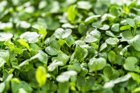 Harvesting radish microgreens from a large plastic tray.