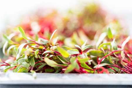 Radish microgreens with purple stems and green leaves on the metal tray.の写真素材