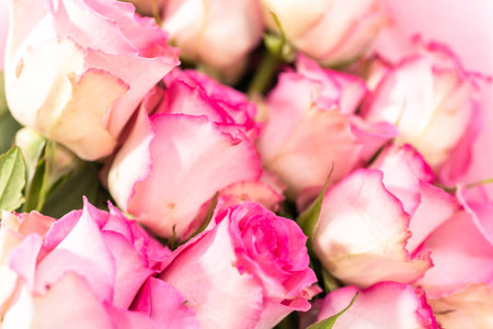 Close up of fresh pink roses on a white background.の写真素材