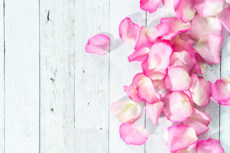 Flat lay. Petals from pink roses on a painted white wooden background.