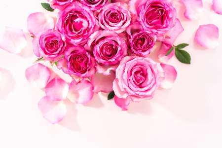 Flat lay. Pink roses and rose petals on a pink background.の写真素材