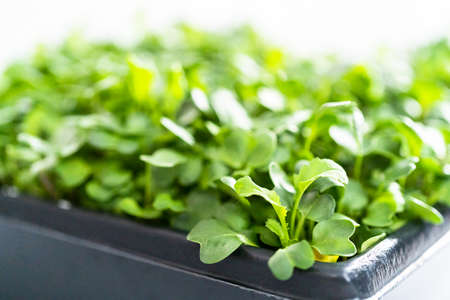 Harvesting radish microgreens from a large plastic tray.の写真素材