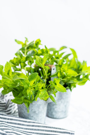 Fresh mint from the organic garden on a marble background.