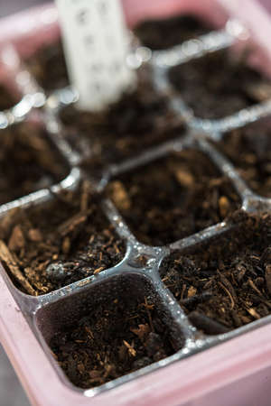 Planting seeds into seed starter tray for an indoor garden.の写真素材