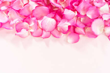 Background of petals from pink roses.の写真素材