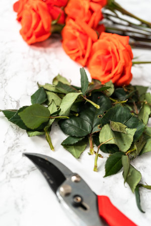 Pruning red roses with shears for a bouquet on a marble background.