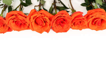 Bouquet of red on a white background.の写真素材