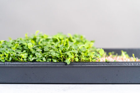 Harvesting radish microgreens from a large plastic tray.